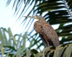 Tigrisoma mexicanum