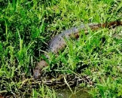 Caiman crocodilus