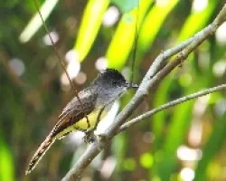 Myiarchus tuberculifer