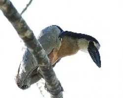 Cochlearius cochlearius