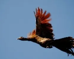 Ortalis cinereiceps