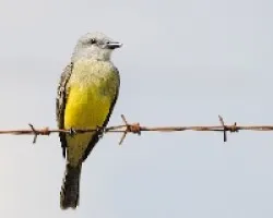 Tyrannus melancholicus