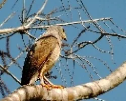 Buteo magnirostris