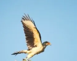 Milvago chimachima