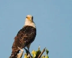 Milvago chimachima