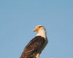 Milvago chimachima