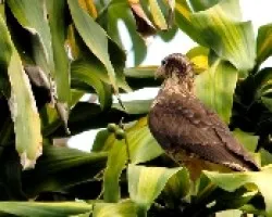Milvago chimachima