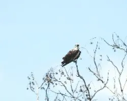 Pandion haliaetus