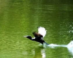Phalacrocorax brasilianus