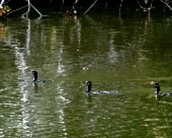 Phalacrocorax brasilianus