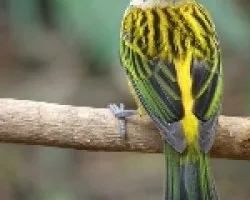 Tangara icterocephala