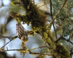 Dendroica fusca