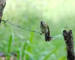 Saltator striatipectus
