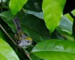 Dendroica pensylvanica