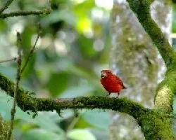 Piranga rubra