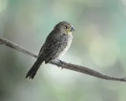 Sporophila americana
