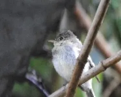 Pájaro con frío