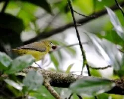 Pajarito comelón