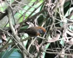 Thryothorus rutilus