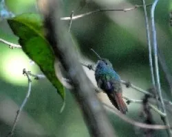 Amazilia tzacatl