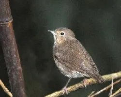 Catharus ustulatus