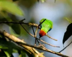Tangara gyrola