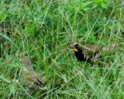 Tiaris olivaceus