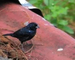 Volatina jacarina