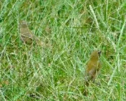 Sporophila corvina