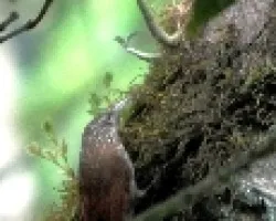 Lepidocolaptes souleyetii