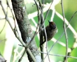 Picumnus olivaceus