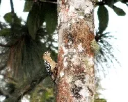 Melanerpes rubricapillus