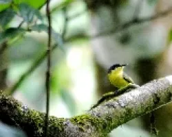 Todirostrum cinereum