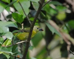 Pajarito comelón