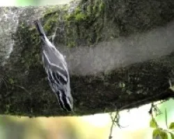 Mniotilta varia