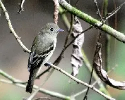 Empidonax spp
