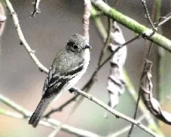 Empidonax spp