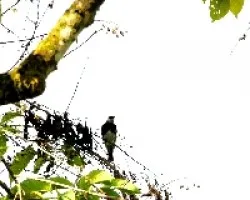 Tangara larvata
