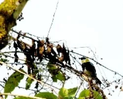 Tangara larvata