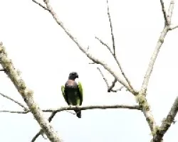 Pionus menstruus