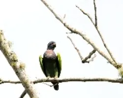 Pionus menstruus 