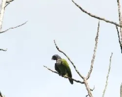 Pionus menstruus