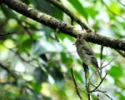 Empidomax flaviventris