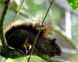 Sciurus grantensis