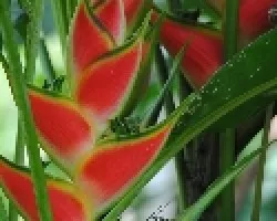Heliconia wagneriana