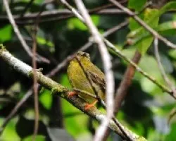 Manacus arantiacus