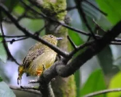 Manacus arantiacus