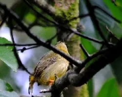 Manacus arantiacus