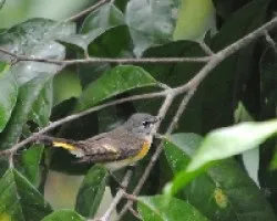 Setophaga ruticilla