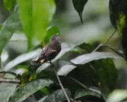 Setophaga ruticilla